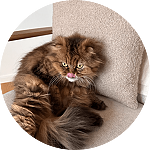 Portrait of Cashew the cat